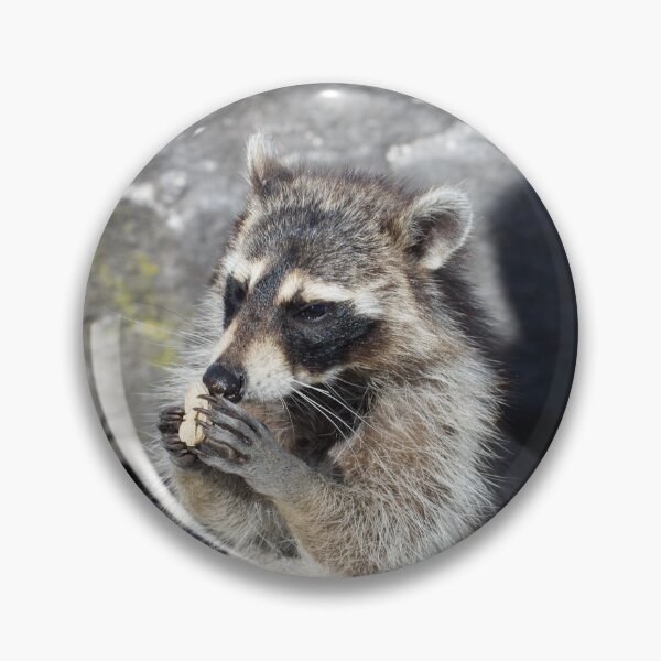 Item preview, Raccoon eating a peanut designed and sold by brooklevan.