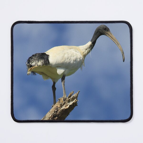 Item preview, Ibis designed and sold by Kymbo.