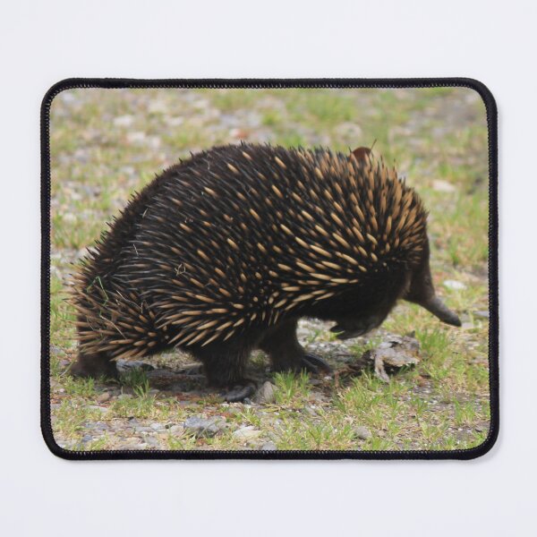 Item preview, Echidna crossing the road designed and sold by Kymbo.