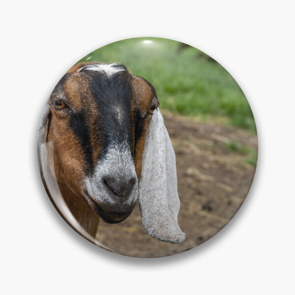 Item preview, Goat at Riverdale Farm designed and sold by jrtwynam.