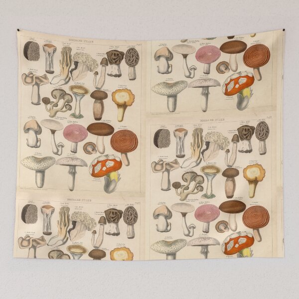 Item preview, Vintage Edible Mushrooms Illustration Print designed and sold by Bruiserstang.