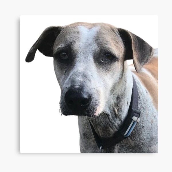 Item preview, Loyal Street Dog with Wise Eyes designed and sold by Yongyoot.