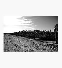 Vineyard Photographic Print