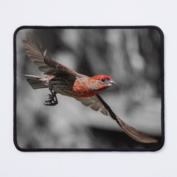 Item preview, Flying Male House Finch designed and sold by CarolM.