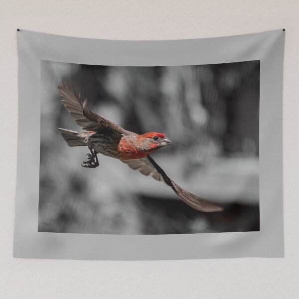 Item preview, Flying Male House Finch designed and sold by CarolM.