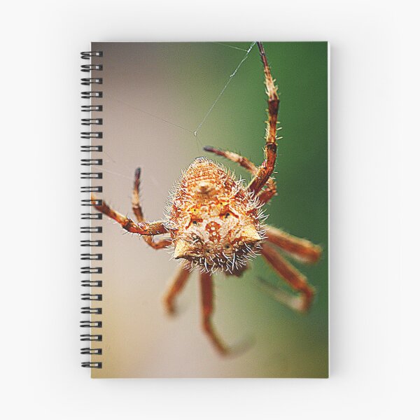 Item preview, Orb Weavers ( 3 ) designed and sold by Larry Davis.