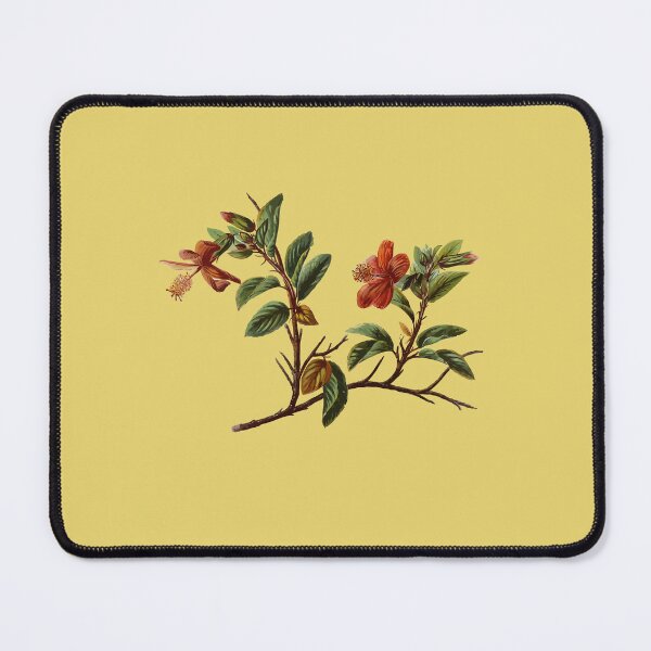 Item preview, Hibiscus kokio Hawaiian Flower Vintage Botanical designed and sold by taiche.
