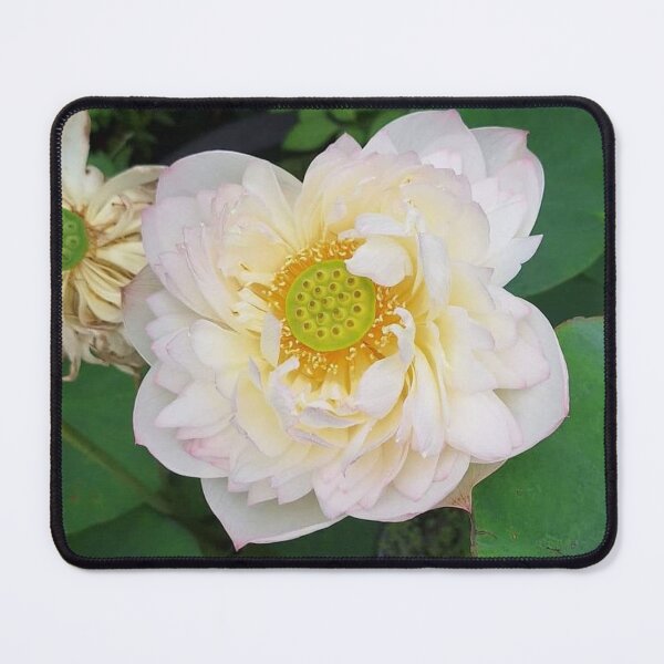 Item preview, Pink and yellow umbrella lotus 1 designed and sold by Billiard6163.