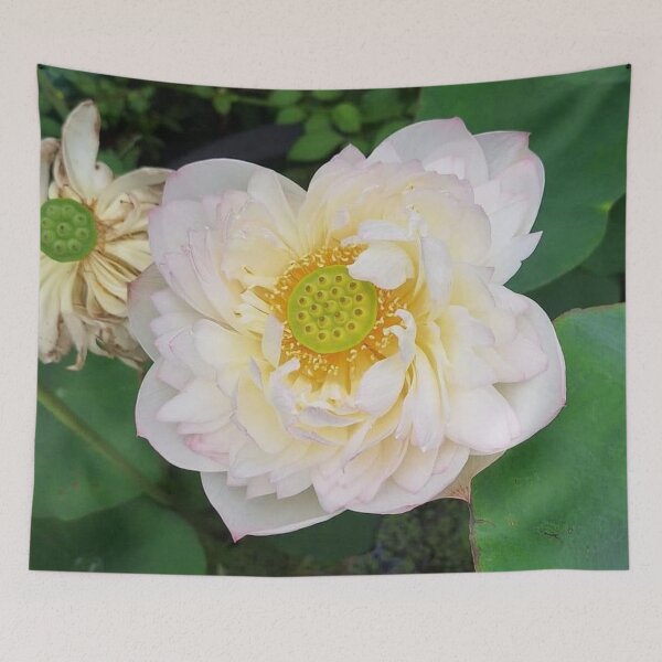 Item preview, Pink and yellow umbrella lotus 1 designed and sold by Billiard6163.