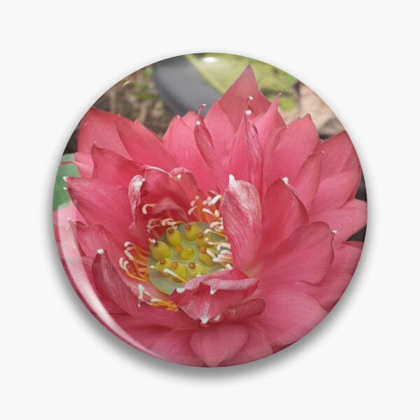 Item preview, Red umbrella lotus 4 designed and sold by Billiard6163.