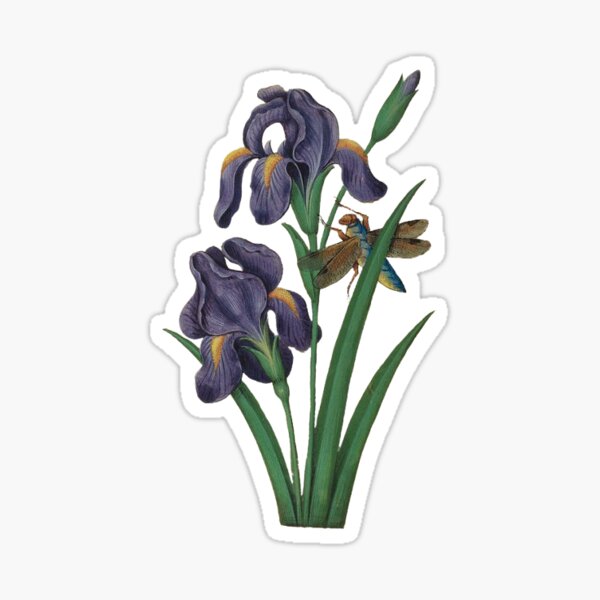 Aperçu de l'œuvre Illustration antique de fleur d'iris créée et vendue par CraftyCorner289.