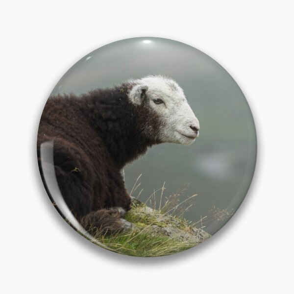 Item preview, Young Herdwick Sheep designed and sold by Jane Stanley Photography.
