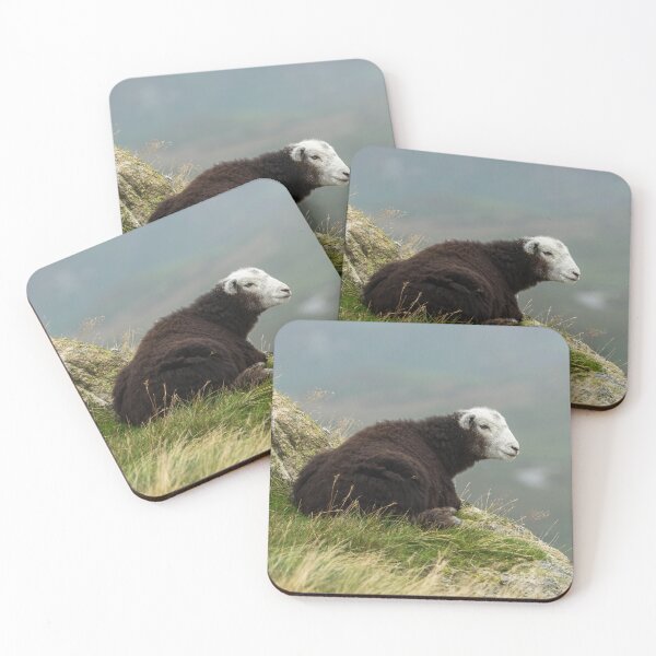 Item preview, Young Herdwick Sheep designed and sold by Jane Stanley Photography.