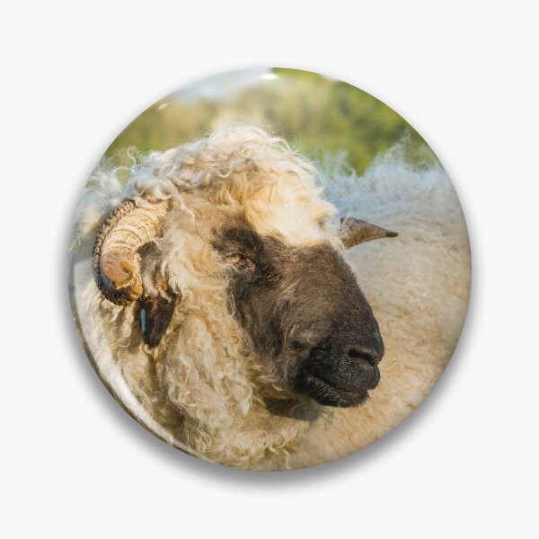 Item preview, Valais Blacknose Sheep designed and sold by Jane Stanley Photography.