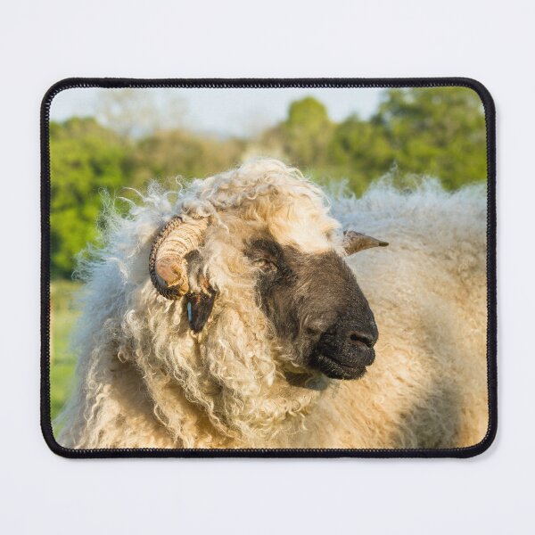 Item preview, Valais Blacknose Sheep designed and sold by Jane Stanley Photography.