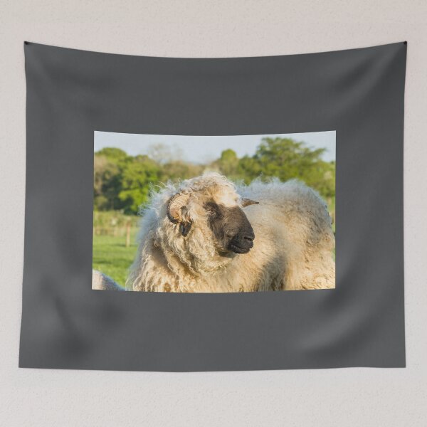 Item preview, Valais Blacknose Sheep designed and sold by Jane Stanley Photography.