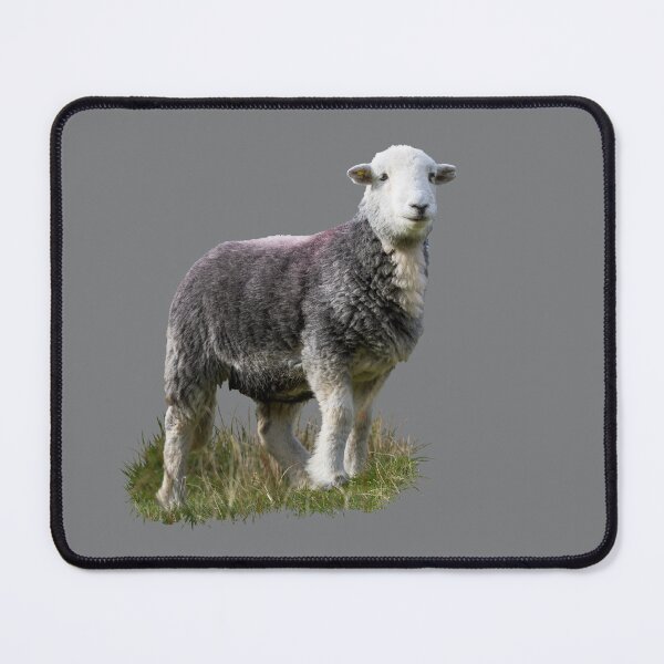 Item preview, Herdwick Sheep Placement Print designed and sold by Jane Stanley Photography.