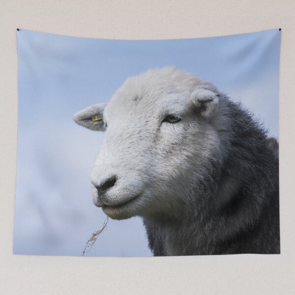 Item preview, Herdwick Sheep Portrait designed and sold by Jane Stanley Photography.