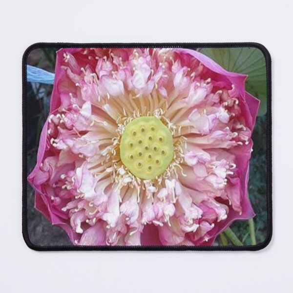 Item preview, Very large pink umbrella lotus designed and sold by Billiard6163.