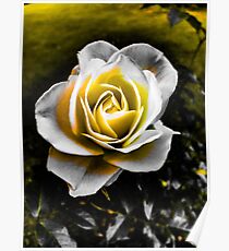 Glowing Gold Rose Poster