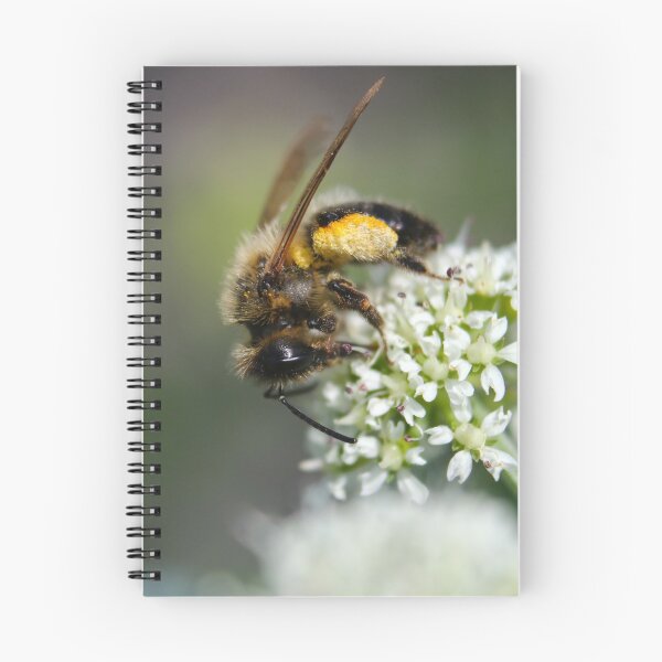Item preview, Leafcutter bee II designed and sold by GreyFeatherPhot.