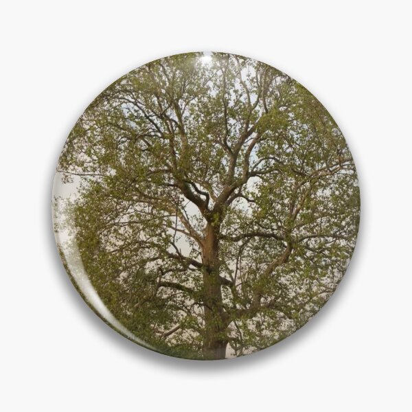 Item preview, Sycamore Tree at Sunset in June  designed and sold by Amanda1775.