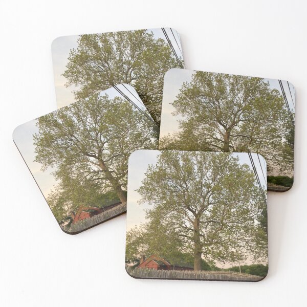 Item preview, Sycamore Tree at Sunset in June  designed and sold by Amanda1775.