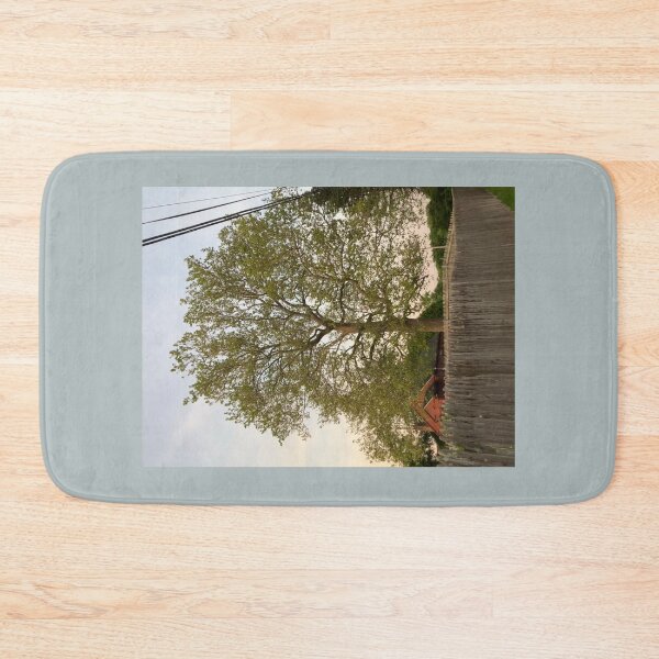 Item preview, Sycamore Tree at Sunset in June  designed and sold by Amanda1775.