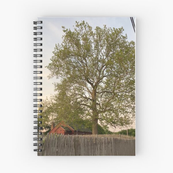 Item preview, Sycamore Tree at Sunset in June  designed and sold by Amanda1775.