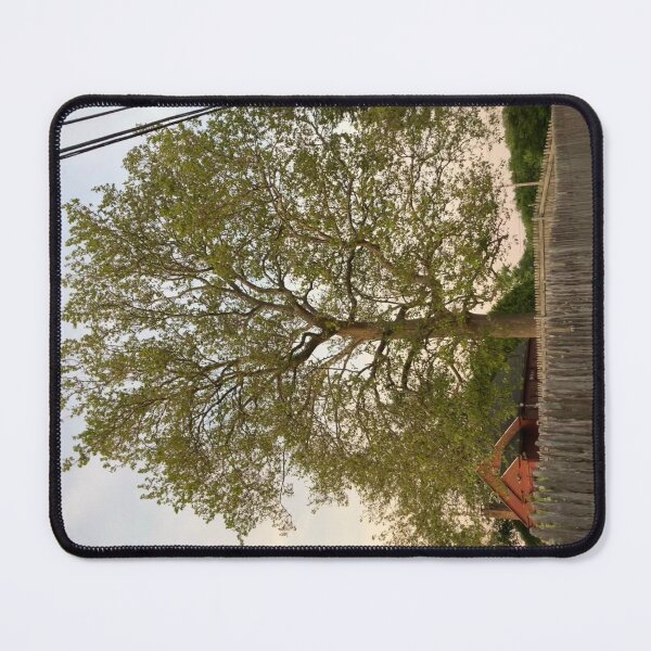 Item preview, Sycamore Tree at Sunset in June designed and sold by Amanda1775.