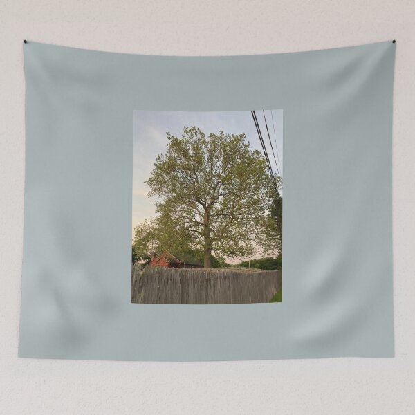 Item preview, Sycamore Tree at Sunset in June  designed and sold by Amanda1775.