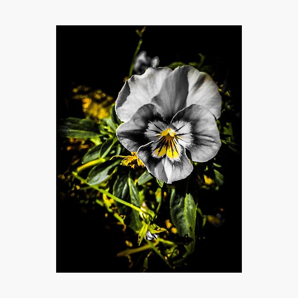 Black and Yellow Blooming Flower Photographic Print