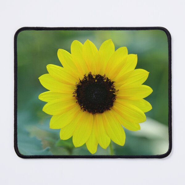 Item preview, Bright Yellow Sunflower Close-Up – Dreamy Nature Macro Photography designed and sold by EcilStudio.
