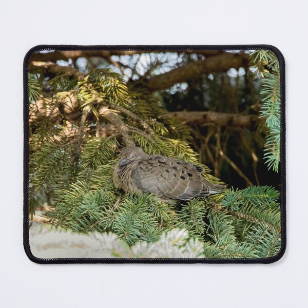 Item preview, Dove sleeping in an evergreen tree designed and sold by KRFNatureGifts.