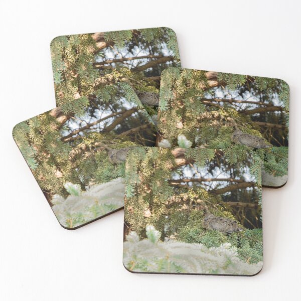 Item preview, Dove sleeping in an evergreen tree designed and sold by KRFNatureGifts.