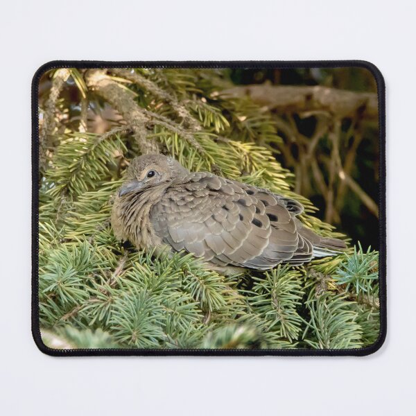 Item preview, Mourning Dove in Evergreen Tree designed and sold by KRFNatureGifts.