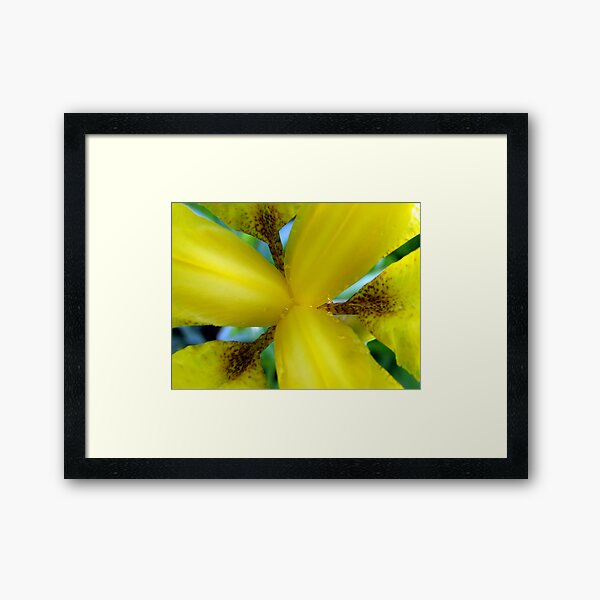 Inside a Yellow Iris Framed Art Print