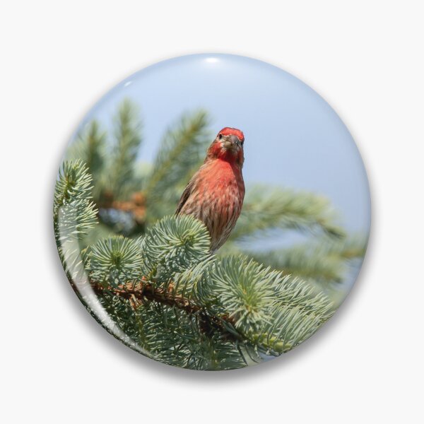 Item preview, House finch looking at you designed and sold by KRFNatureGifts.
