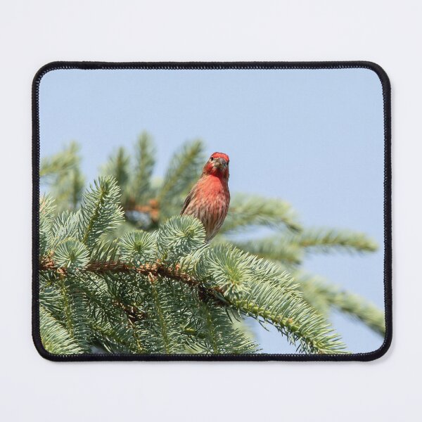 Item preview, House finch looking at you designed and sold by KRFNatureGifts.