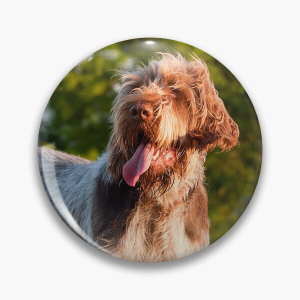 Artikelvorschau, Spinone Italiano im Abendlicht – Fröhliches Feldhund-Portrait von heidiannemorris © entworfen und verkauft von FOLK ART FUSION.