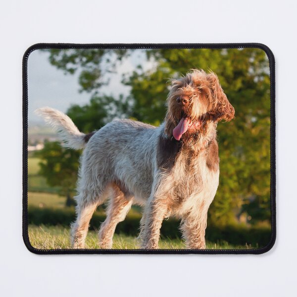 Item preview, Spinone Italiano in Evening Light – Joyful Field Dog Portrait by heidiannemorris © designed and sold by FOLK ART FUSION.