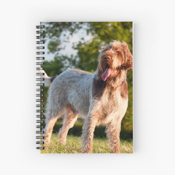 Item preview, Spinone Italiano in Evening Light – Joyful Field Dog Portrait by heidiannemorris © designed and sold by FOLK ART FUSION by heidiannemorris.