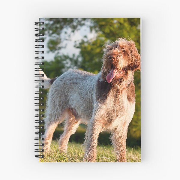 Item preview, Spinone Italiano in Evening Light – Joyful Field Dog Portrait by heidiannemorris © designed and sold by FOLK ART FUSION by heidiannemorris.