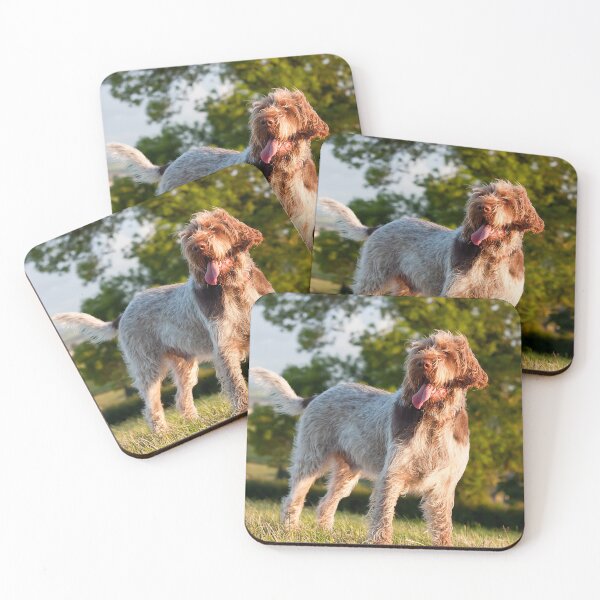 Artikelvorschau, Spinone Italiano im Abendlicht – Fröhliches Feldhund-Portrait von heidiannemorris © entworfen und verkauft von FOLK ART FUSION by heidiannemorris.