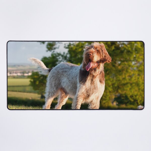 Item preview, Spinone Italiano a la luz del atardecer: alegre retrato de perro de campo por heidiannemorris © designed and sold by FOLK ART FUSION.