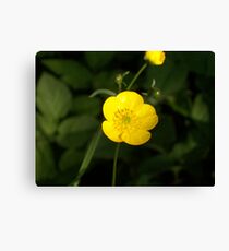 Butter Cup Canvas Print