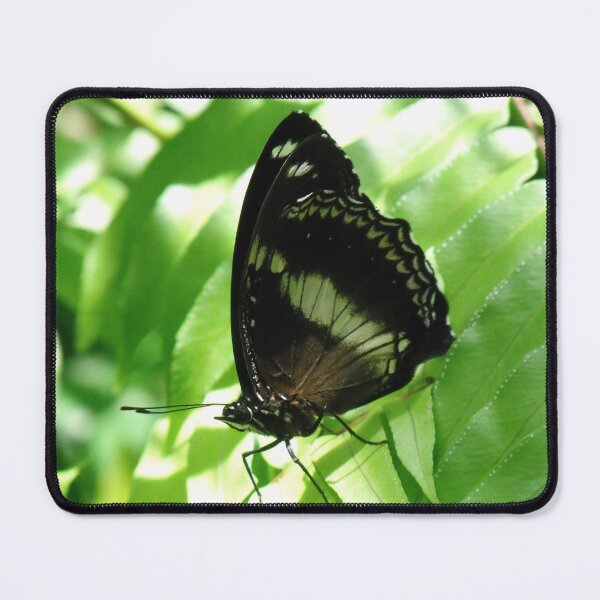 Item preview, Butterfly designed and sold by Kymbo.