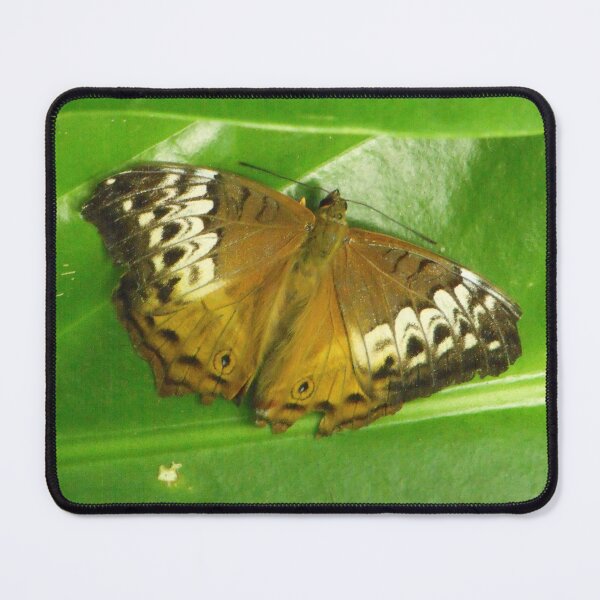 Item preview, Butterfly designed and sold by Kymbo.