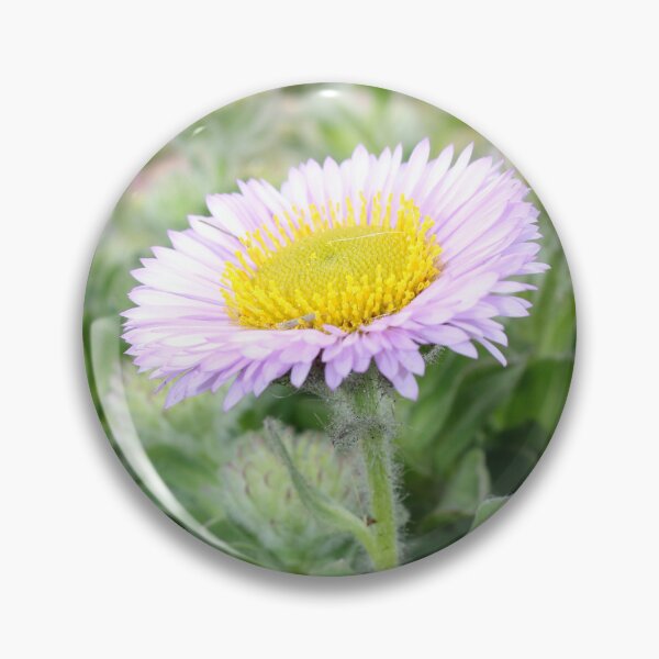 Item preview, Seaside Daisy - Erigeron ursinus designed and sold by Kate Anderson Art.