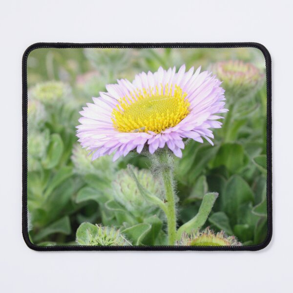 Item preview, Seaside Daisy - Erigeron ursinus designed and sold by Kate Anderson Art.